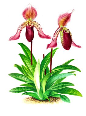 Orkide çiçek beyaz arka plan