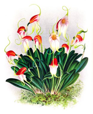 Orkide çiçek beyaz arka plan