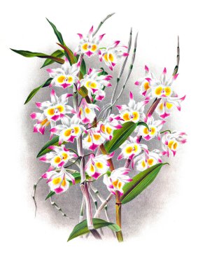 Orkide çiçek beyaz arka plan