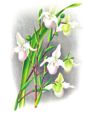 Orkide çiçek beyaz arka plan