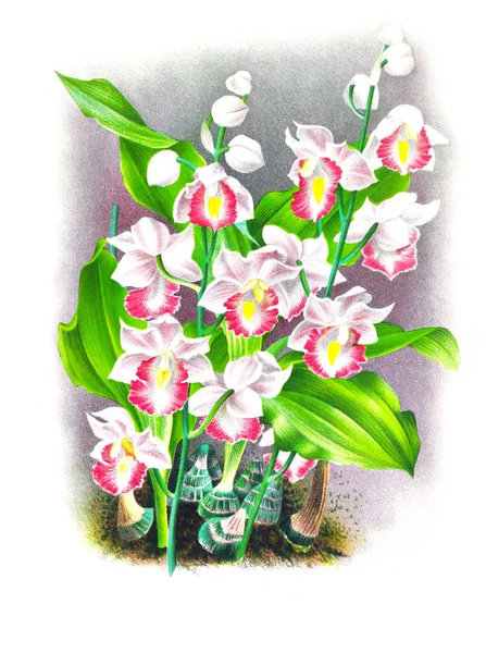 Fondo Bianco Del Fiore Del Orchid — Foto Stock