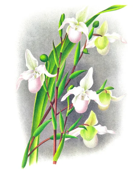 Orkide çiçek beyaz arka plan