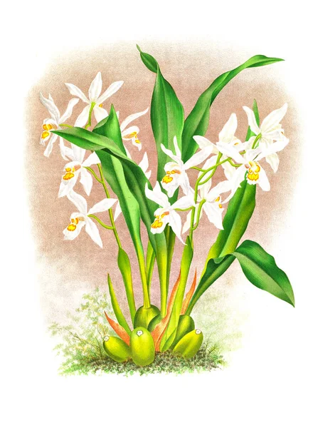 Orkide çiçek beyaz arka plan