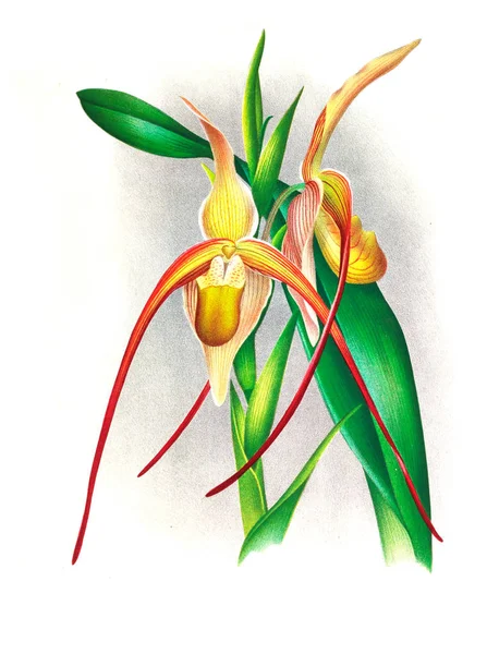 Fondo Bianco Del Fiore Del Orchid — Foto Stock