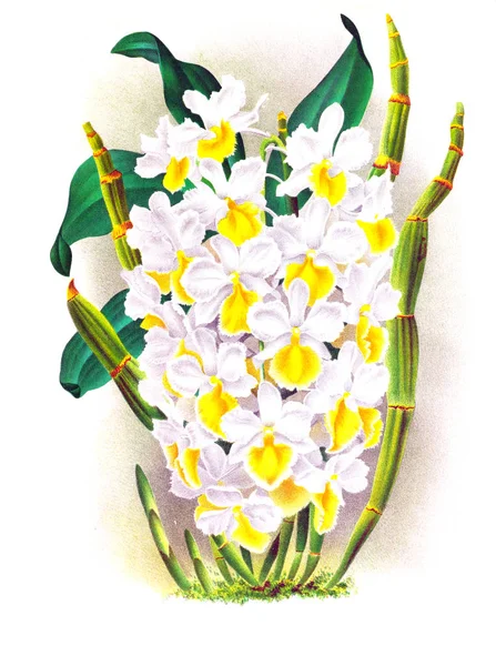 Orkide çiçek beyaz arka plan