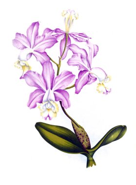 Orkide çiçek beyaz arka plan