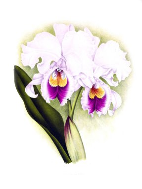 Orkide çiçek beyaz arka plan