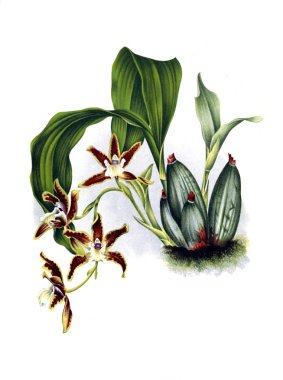 Orkide çiçek beyaz arka plan