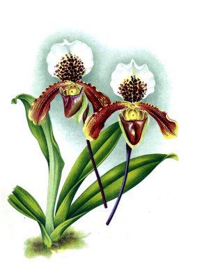 Orkide çiçek beyaz arka plan