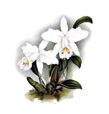 Orkide çiçek beyaz arka plan