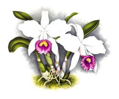 Orkide çiçek beyaz arka plan