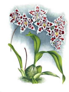 Orkide çiçek beyaz arka plan