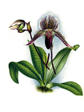 Orkide çiçek beyaz arka plan