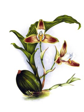 Orkide çiçek beyaz arka plan