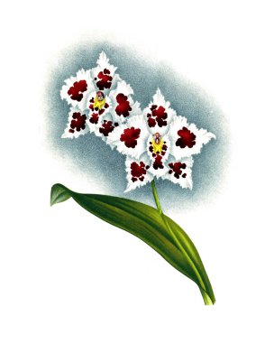 Orkide çiçek beyaz arka plan