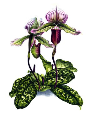 Orkide çiçek beyaz arka plan