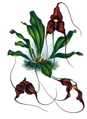 Orkide çiçek beyaz arka plan