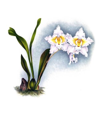 Orkide çiçek beyaz arka plan