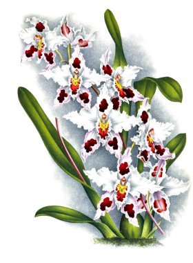 Orkide çiçek beyaz arka plan