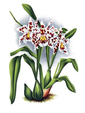 Orkide çiçek beyaz arka plan