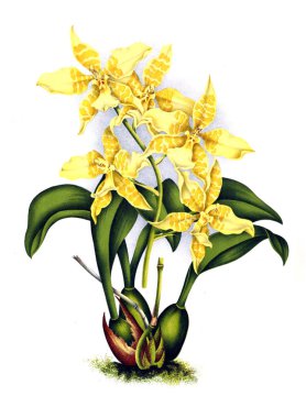 Orkide çiçek beyaz arka plan