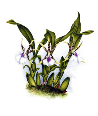 Orkide çiçek beyaz arka plan