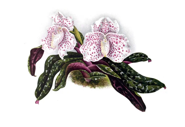 Orkide çiçek beyaz arka plan