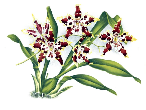 Orkide çiçek beyaz arka plan