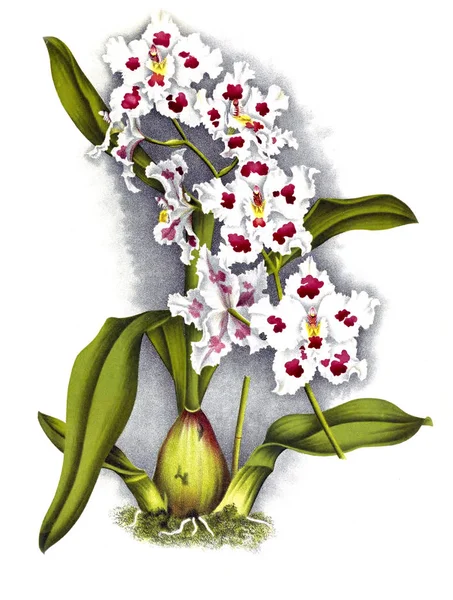 Orkide çiçek beyaz arka plan