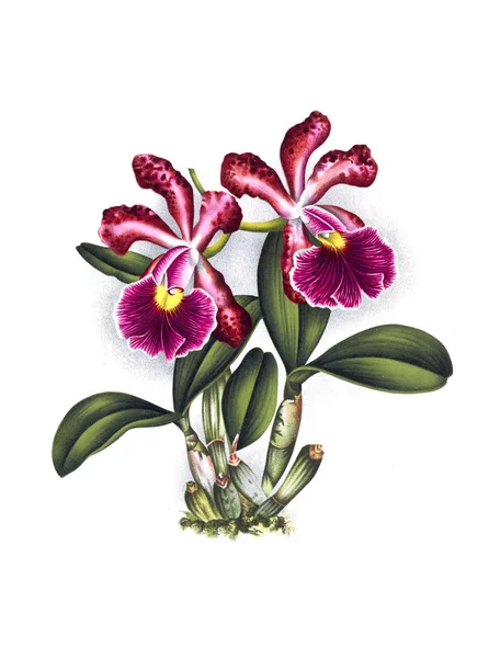 Orkide çiçek beyaz arka plan