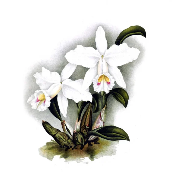 Orkide çiçek beyaz arka plan