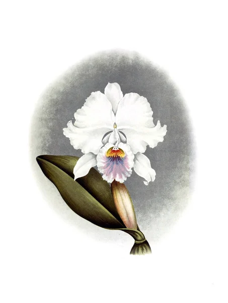 Орхідея Квітка Білий Фон — стокове фото