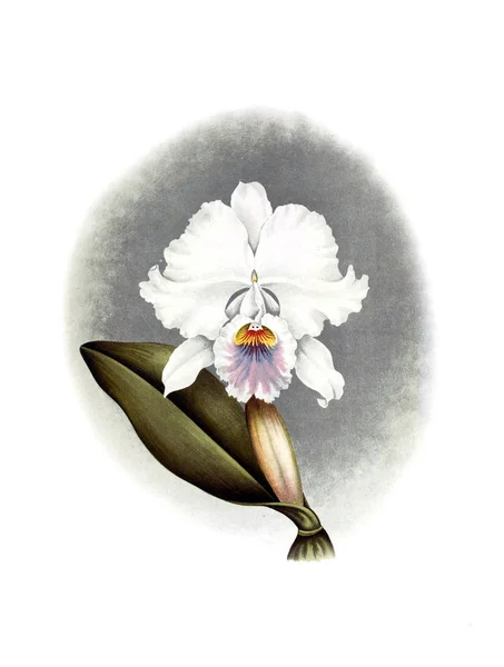 Orquídea Flor Fondo Blanco —  Fotos de Stock