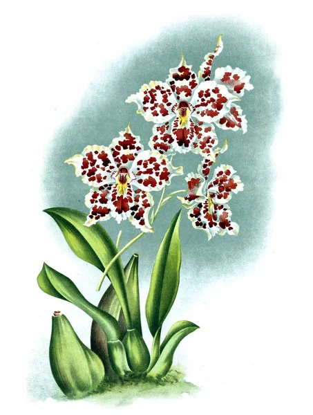 Květ Orchideje Bílé Pozadí — Stock fotografie