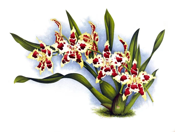 Flor Orquídea Fundo Branco — Fotografia de Stock