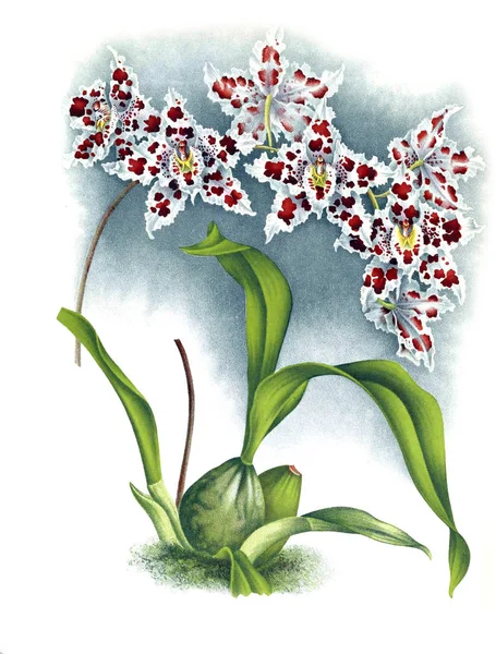 Orkide çiçek beyaz arka plan