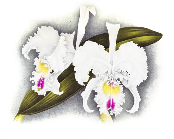 Orquídea Flor Fondo Blanco — Foto de Stock