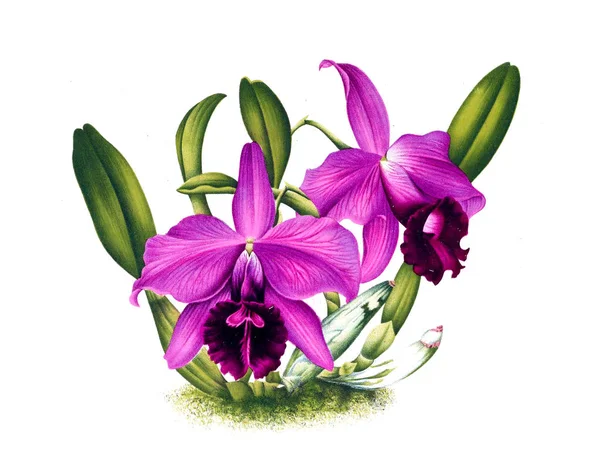 Orkidé Blomma Vit Bakgrund — Stockfoto