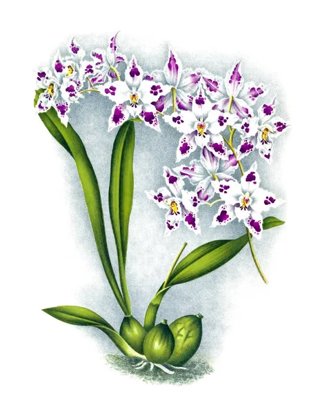 Fondo Bianco Del Fiore Del Orchid — Foto Stock