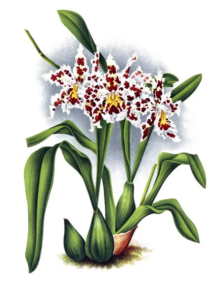 Orkide çiçek beyaz arka plan