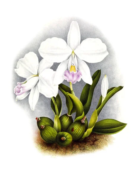 Orkide çiçek beyaz arka plan