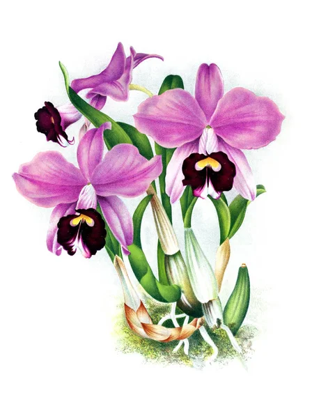 Orkide çiçek beyaz arka plan