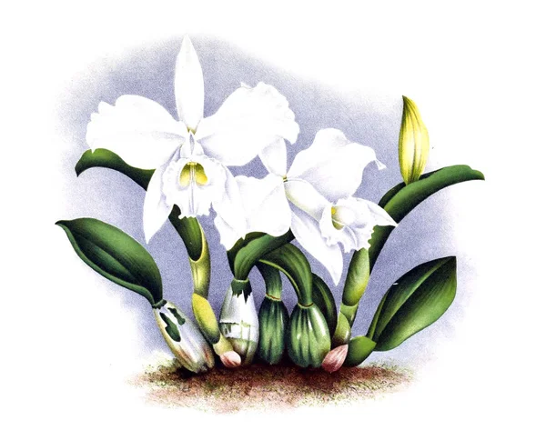 Orquídea Flor Fondo Blanco — Foto de Stock