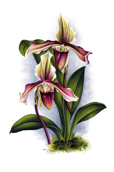 Orkide çiçek beyaz arka plan