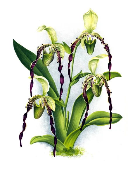 Orkide çiçek beyaz arka plan