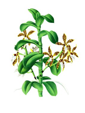 Orkide çiçek beyaz arka plan