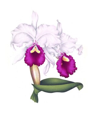 Orkide çiçek beyaz arka plan