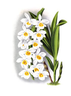 Orkide çiçek beyaz arka plan