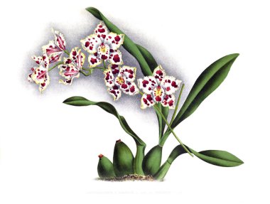 Orkide çiçek beyaz arka plan