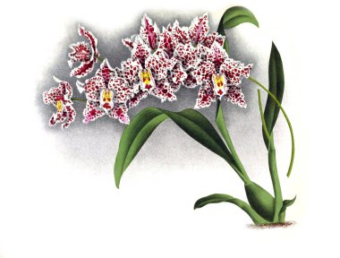 Orkide çiçek beyaz arka plan